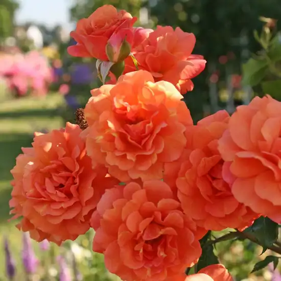 Trandafiri Grandiflora - Floribunda - Trandafiri - Lambada ® - 